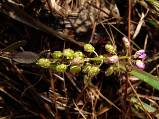 {Polygala crenata}